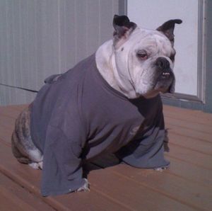 Meet your Posher, Di